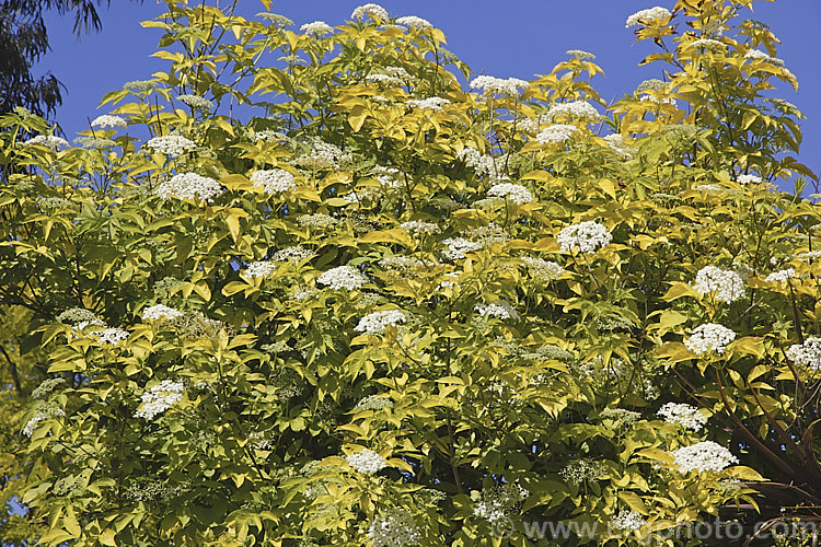 Golden Elderberry or Elderflower (<i>Sambucus nigra 'Aurea'), a golden yellow-foliaged cultivar of a Eurasian deciduous shrub that often naturalises and can become a weed. Its flowers and fruit can be used for winemaking. Order: Dipsacales, Family: Adoxaceae