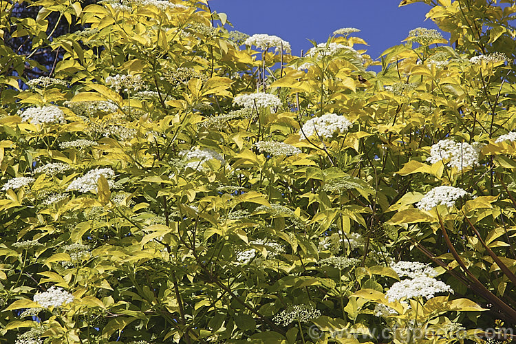 Golden Elderberry or Elderflower (<i>Sambucus nigra 'Aurea'), a golden yellow-foliaged cultivar of a Eurasian deciduous shrub that often naturalises and can become a weed. Its flowers and fruit can be used for winemaking. Order: Dipsacales, Family: Adoxaceae