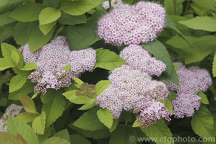 Spiraea japonica, a late spring- to early summer-flowering deciduous shrub native to Japan and nearby parts of China. It grows to around 15m tall x 2m wide and the flower colour ranges from pale pink to carmine. spiraea-3326htm'>Spiraea.