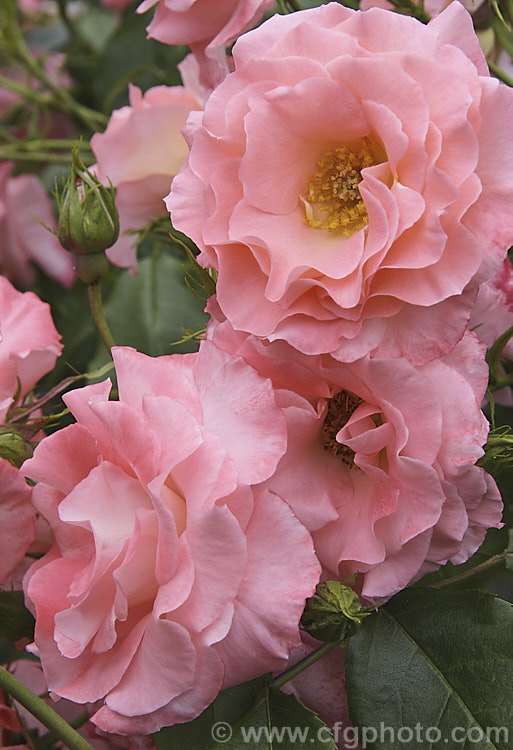 Rosa 'Liverpool Echo' (['Little Darling' x 'Goldilocks'] x 'Munchen'), a Cluster-flowered (<i>Floribunda</i>) rose raised by McGredy of Northern Ireland and introduced in 1971. The flowers are mildly scented and appear throughout the warmer months. It is sometimes classified as a Modern. Shrub Rose Order: Rosales, Family: Rosaceae