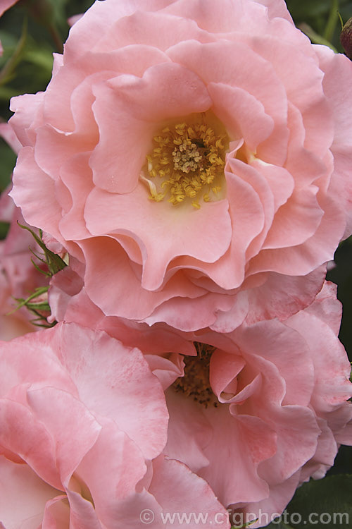 Rosa 'Liverpool Echo' (['Little Darling' x 'Goldilocks'] x 'Munchen'), a Cluster-flowered (<i>Floribunda</i>) rose raised by McGredy of Northern Ireland and introduced in 1971. The flowers are mildly scented and appear throughout the warmer months. It is sometimes classified as a Modern. Shrub Rose Order: Rosales, Family: Rosaceae