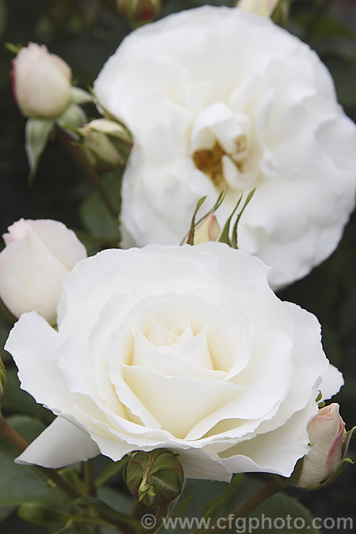 Rosa 'White Romance', a repeat-flowering. Shrub Rose raised by Somerfield of New Zealand. The fragrant flowers have a pink blush when in bud but open white. It grows to around 12m high and wide. Order: Rosales, Family: Rosaceae