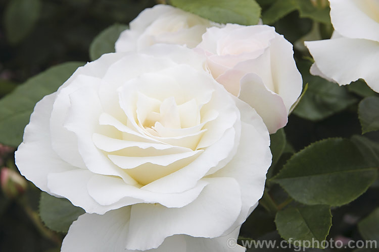 Rosa 'White Romance', a repeat-flowering. Shrub Rose raised by Somerfield of New Zealand. The fragrant flowers have a pink blush when in bud but open white. It grows to around 12m high and wide. Order: Rosales, Family: Rosaceae