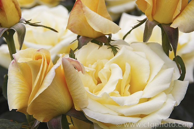 Rosa 'Glorious', a Large-flowered (<i>Hybrid Tea</i>) shrub rose raised by Ilsink of The Netherlands in 1993 but not commercially introduced until 2001. The mildly scented, soft yellow flowers open from orange-tinted buds. The plant grows to around 15m high x 1m wide. Order: Rosales, Family: Rosaceae