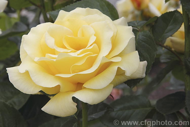 Rosa 'Glorious', a Large-flowered (<i>Hybrid Tea</i>) shrub rose raised by Ilsink of The Netherlands in 1993 but not commercially introduced until 2001. The mildly scented, soft yellow flowers open from orange-tinted buds. The plant grows to around 15m high x 1m wide. Order: Rosales, Family: Rosaceae