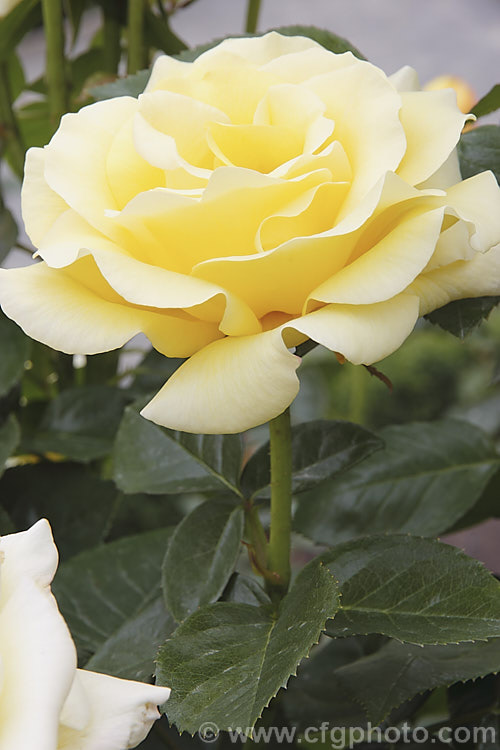 Rosa 'Glorious', a Large-flowered (<i>Hybrid Tea</i>) shrub rose raised by Ilsink of The Netherlands in 1993 but not commercially introduced until 2001. The mildly scented, soft yellow flowers open from orange-tinted buds. The plant grows to around 15m high x 1m wide. Order: Rosales, Family: Rosaceae