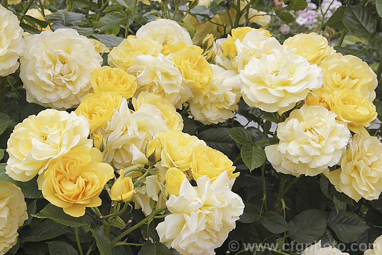 Rosa 'Toytown', a compact, heavy-blooming, repeat-flowering. Floribunda or Shrub Rose Order: Rosales, Family: Rosaceae
