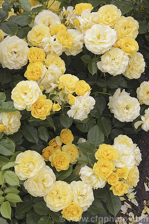 Rosa 'Toytown', a compact, heavy-blooming, repeat-flowering. Floribunda or Shrub Rose Order: Rosales, Family: Rosaceae