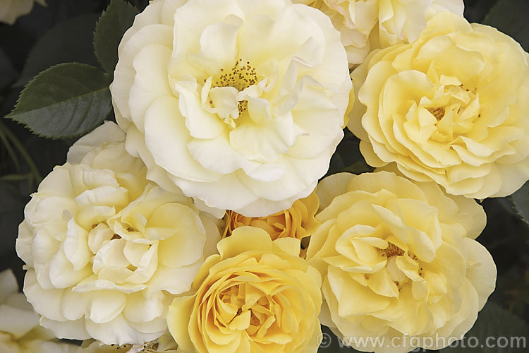 Rosa 'Toytown', a compact, heavy-blooming, repeat-flowering. Floribunda or Shrub Rose Order: Rosales, Family: Rosaceae