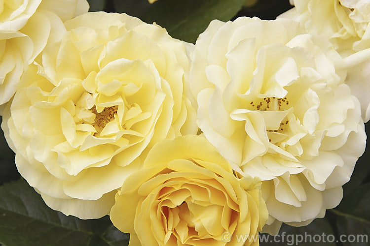 Rosa 'Toytown', a compact, heavy-blooming, repeat-flowering. Floribunda or Shrub Rose Order: Rosales, Family: Rosaceae