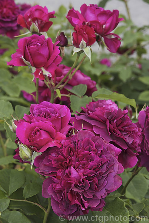 Rosa 'William. Shakespeare 2000' (seedling x AUSbloom</i>), an English Shrub Rose introduced by David Austin in 2000. It grows to around 12m tall and has large, fragrant, fully double flowers in the old-style cabbage form. It should not be confused with 'William. Shakespeare', also an Austin rose but introduced in 1987. Order: Rosales, Family: Rosaceae