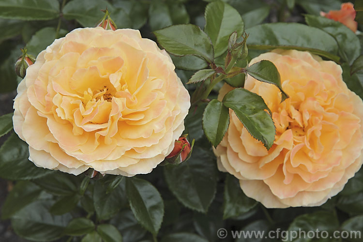 Rosa 'Beach Baby', a compact. Cluster-flowered (<i>Floribunda</i>) shrub rose raised by David Benny (<i>Camp. Hill. Roses</i>) of New Zealand. The flowers have a mild scent and appear in flushes through the warmer months. Order: Rosales, Family: Rosaceae