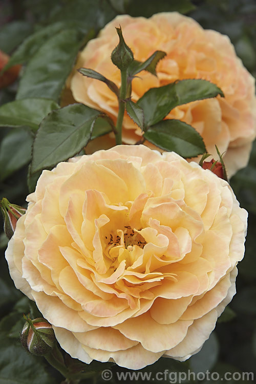 Rosa 'Beach Baby', a compact. Cluster-flowered (<i>Floribunda</i>) shrub rose raised by David Benny (<i>Camp. Hill. Roses</i>) of New Zealand. The flowers have a mild scent and appear in flushes through the warmer months. Order: Rosales, Family: Rosaceae