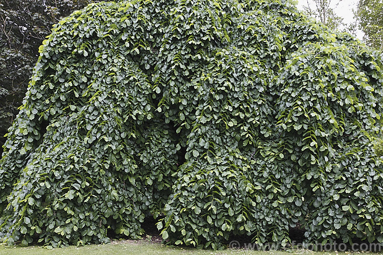 Camperdown Elm (<i>Ulmus glabra 'Camperdownii'), a form of the Scotch Elm or Wych Elm that develops into a wide-spreading, dome-shaped tree that forms an umbrella-like canopy. This photo was taken in early summer when the foliage was at its most lush and shows the great density of the canopy and the way it trails to the ground. Order: Rosales, Family: Ulmaceae