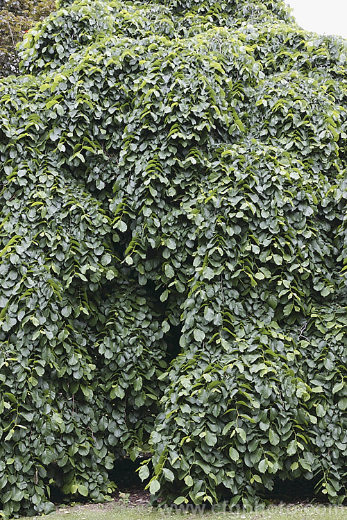 Camperdown Elm (<i>Ulmus glabra 'Camperdownii'), a form of the Scotch Elm or Wych Elm that develops into a wide-spreading, dome-shaped tree that forms an umbrella-like canopy. This photo was taken in early summer when the foliage was at its most lush and shows the great density of the canopy and the way it trails to the ground. Order: Rosales, Family: Ulmaceae