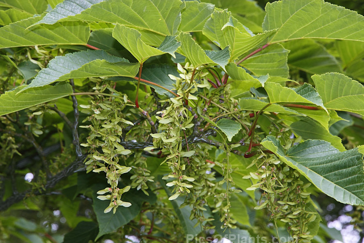 The summer foliage and developing samara (seedpods</i>) of the Snakebark Maple (<i>Acer davidii</i>), a 15m tall Chinese deciduous tree notable for its grey-green bark, which is heavily overlaid with white and pale grey striping. Order: Sapindales, Family: Sapindaceae
