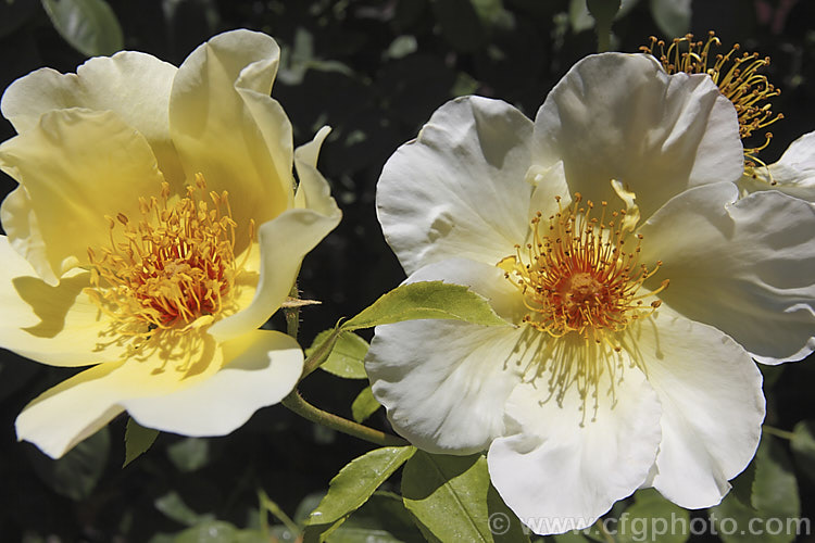 Rosa 'Golden Wings' ('Soeur. Therese x [Rosa spinosissima 'Atlaica' x 'Ormiston. Roy'), a fragrant. Shrub rose raised by Shepherd of the United States in 1956. Order: Rosales, Family: Rosaceae