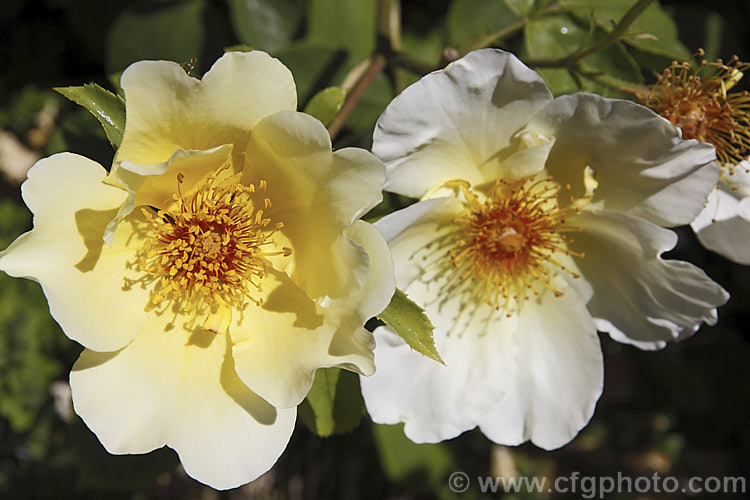 Rosa 'Golden Wings' ('Soeur. Therese x [Rosa spinosissima 'Atlaica' x 'Ormiston. Roy'), a fragrant. Shrub rose raised by Shepherd of the United States in 1956. Order: Rosales, Family: Rosaceae