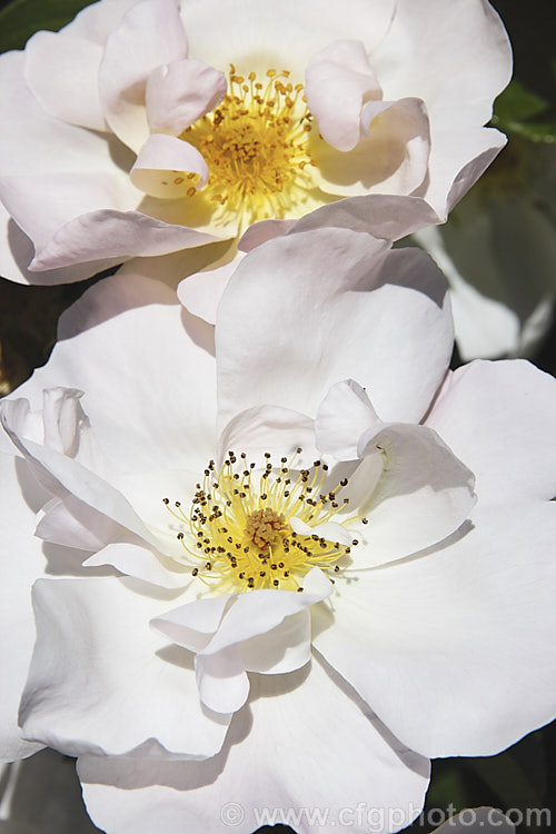 Rosa 'Shropshire. Lass' ('Madame Butterfly' x Madame Legras de St. Germain</i>), a once-flowering, mildly scented. English shrub rose introduced by Austin of England in 1968. It can grow to around 2m high and wide. Order: Rosales, Family: Rosaceae