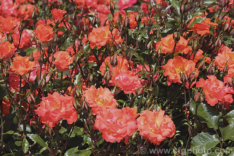Rosa 'Disco. Dancer' ('Coventry. Cathedral' x 'Memento'), a dwarf, heavy-flowering, repeat-blooming. Cluster-flowered (<i>Floribunda</i>) shrub rose raised by Dickson of Northern Ireland and introduced in 1984. Order: Rosales, Family: Rosaceae