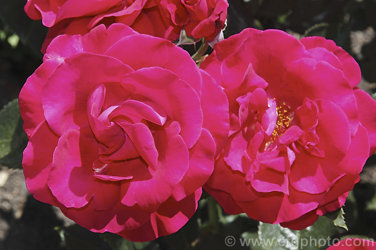 Rosa 'Commandant. Cousteau', (syn 'Color. Wonder' x 'Manou. Meilland'), a strong-growing, Large-flowered (<i>Hybrid Tea</i>) shrub rose raised by Michel. Adam of France in 1993. It is also known as 'Lasting. Love', 'Grand Huit' and 'Grande. Classe'. The fragrant flowers are large, loose doubles that are reminiscent of the early. Hybrid Tea style. Order: Rosales, Family: Rosaceae