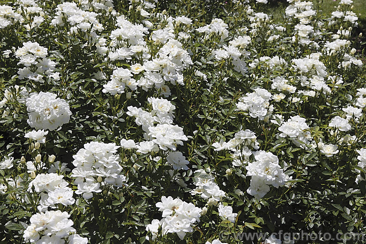 Rosa 'Kent' (parentage unknown</i>), a cream to white-flowered Shrub Rose raised by Poulsen of Denmark in 1988 and introduced in 1991. The flowers have a mild scent and the shrub is just 45-90cm tall It is useful for massing. Order: Rosales, Family: Rosaceae