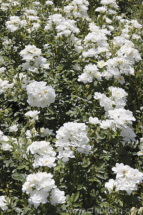 Rosa 'Kent' (parentage unknown</i>), a cream to white-flowered Shrub Rose raised by Poulsen of Denmark in 1988 and introduced in 1991. The flowers have a mild scent and the shrub is just 45-90cm tall It is useful for massing. Order: Rosales, Family: Rosaceae