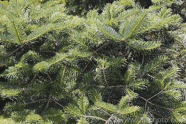 <i>Abies chensiensis</i> subsp. <i>salouenensis</i>, a subspecies of the Shensi Fir, an evergreen, 30-50m tall conifer native to China, in which the leaves are longer than the species - up to 75 cm long. This subspecies occurs as far south as northern India Order: Pinales, Family: Pinaceae