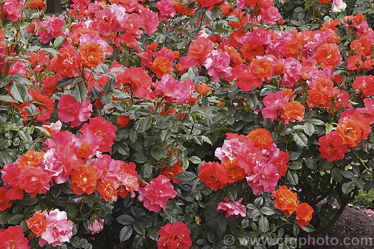 Rosa 'CaptainCook' ('Irish Mist' x seedling</i>), a fragrant, heavy-flowering. Cluster-flowered (<i>Floribunda</i>) shrub rose that blooms in several bursts through the warmer months. The flowers open a bright orange-red and age to pink. Raised by McGredy of New Zealand in 1977. Order: Rosales, Family: Rosaceae