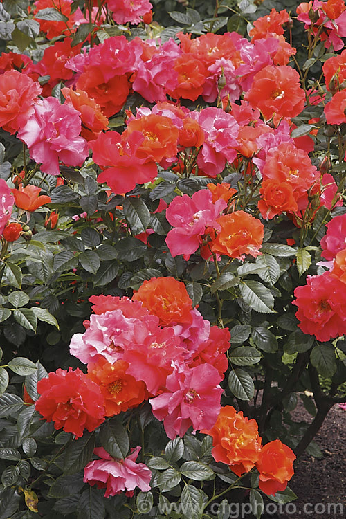 Rosa 'CaptainCook' ('Irish Mist' x seedling</i>), a fragrant, heavy-flowering. Cluster-flowered (<i>Floribunda</i>) shrub rose that blooms in several bursts through the warmer months. The flowers open a bright orange-red and age to pink. Raised by McGredy of New Zealand in 1977. Order: Rosales, Family: Rosaceae