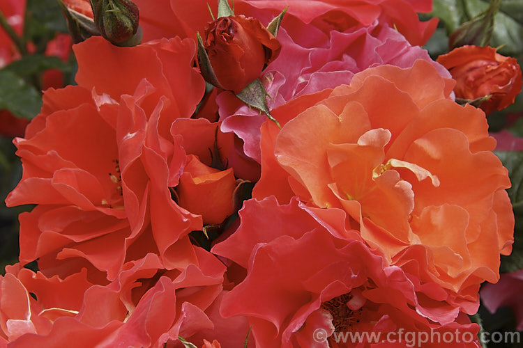Rosa 'CaptainCook' ('Irish Mist' x seedling</i>), a fragrant, heavy-flowering. Cluster-flowered (<i>Floribunda</i>) shrub rose that blooms in several bursts through the warmer months. The flowers open a bright orange-red and age to pink. Raised by McGredy of New Zealand in 1977. Order: Rosales, Family: Rosaceae
