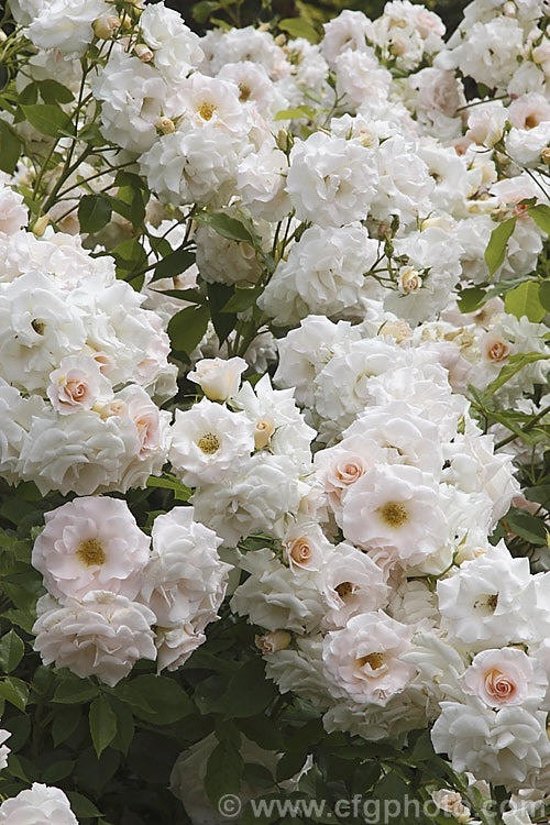 Rosa 'Iris Gee' (sport of 'Liverpool Echo'), a compact. Cluster-flowered (<i>Floribunda</i>) bush rose that often has a particularly large number of blooms in its flower clusters. Order: Rosales, Family: Rosaceae