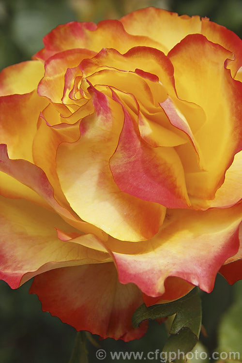 Rosa 'Tequila Sunrise' ('Bonfire. Night' x 'Freedom'), a heavy-flowering and compact. Large-flowered (<i>Hybrid Tea</i>) shrub rose raised by Dickson of Northern Ireland in 1989. Order: Rosales, Family: Rosaceae
