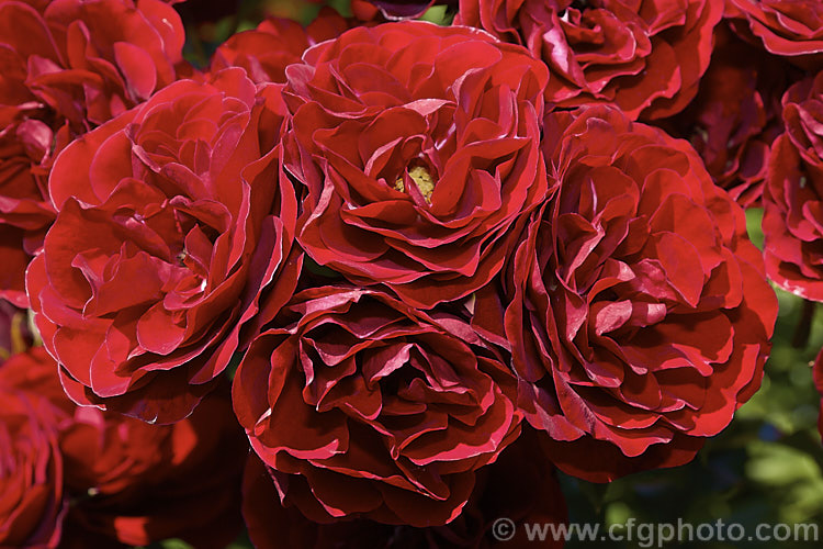 Rosa 'Intrigue' ('Gruss an Bayern' x seedling</i>), a heavy-flowering. Cluster-flowered (<i>Floribunda</i>) shrub raised by Kordes in 1978. It should not be confused with the mauve. Warriner cultivar of the same name and because of this it is now becoming more widely known by its original. German name of 'Lavaglut' or 'Lavaglow'. Order: Rosales, Family: Rosaceae
