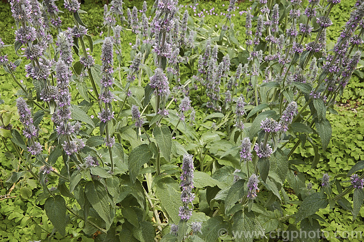 Downy. Woundwort (<i>Stachys germanica</i>), a clump-forming, late spring- to early summer-flowering herbaceous perennial found from western Europe to North Africa and Central Asia. The flower stems are up to 12m tall