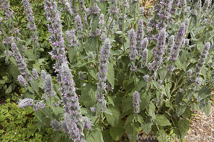 Downy. Woundwort (<i>Stachys germanica</i>), a clump-forming, late spring- to early summer-flowering herbaceous perennial found from western Europe to North Africa and Central Asia. The flower stems are up to 12m tall