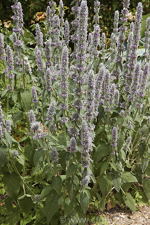 Downy. Woundwort (<i>Stachys germanica</i>), a clump-forming, late spring- to early summer-flowering herbaceous perennial found from western Europe to North Africa and Central Asia. The flower stems are up to 12m tall