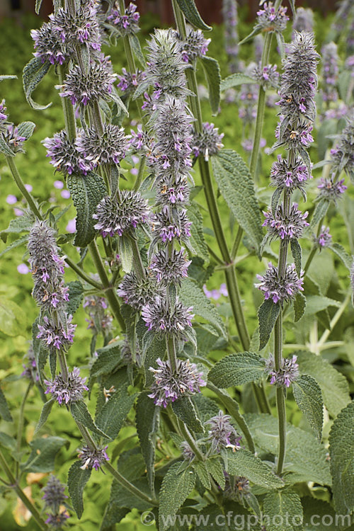 Downy. Woundwort (<i>Stachys germanica</i>), a clump-forming, late spring- to early summer-flowering herbaceous perennial found from western Europe to North Africa and Central Asia. The flower stems are up to 12m tall