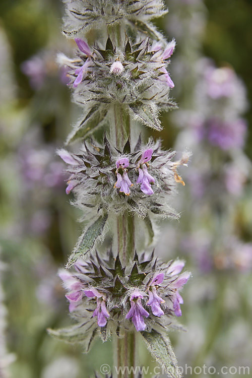 Downy. Woundwort (<i>Stachys germanica</i>), a clump-forming, late spring- to early summer-flowering herbaceous perennial found from western Europe to North Africa and Central Asia. The flower stems are up to 12m tall
