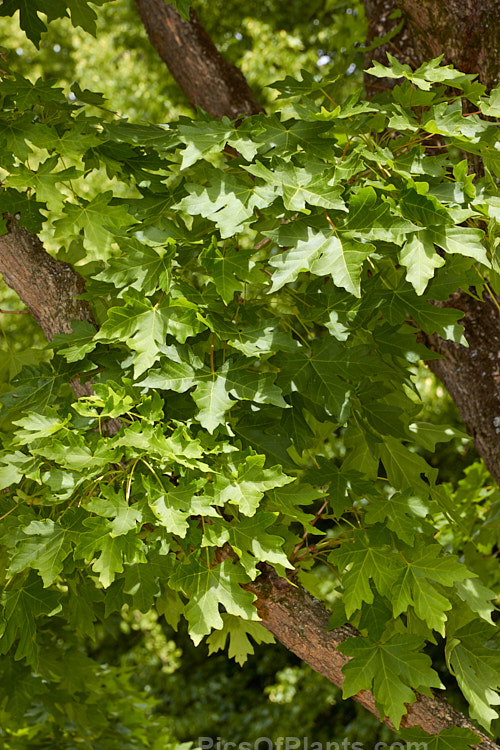 The summer foliage of Miyabe Maple (<i>Acer miyabei</i>), a 12m high deciduous tree native to Japan. It is notable for its corky bark, finely hairy, slightly blue-green foliage and autumn colour. Order Sapindales, Family: Sapindaceae