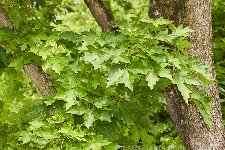 The summer foliage of Miyabe Maple (<i>Acer miyabei</i>), a 12m high deciduous tree native to Japan. It is notable for its corky bark, finely hairy, slightly blue-green foliage and autumn colour. Order Sapindales, Family: Sapindaceae