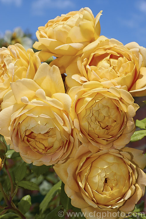 Rosa 'Golden Celebration' ('Charles Austin' x Abraham Darby'), a strongly fragrant, very fully double. English Rose introduced by Austin in 1992. It grows to around 15m tall Order: Rosales, Family: Rosaceae