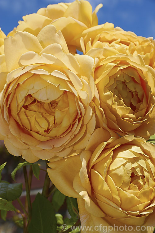Rosa 'Golden Celebration' ('Charles Austin' x Abraham Darby'), a strongly fragrant, very fully double. English Rose introduced by Austin in 1992. It grows to around 15m tall Order: Rosales, Family: Rosaceae