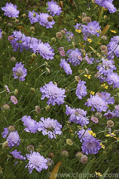 Scabiosa caucasica 'Compliment', a summer-flowering perennial native to the Caucasus It grows 60-80cm high 'Compliment' is a cultivar with especially large flowerheads. scabiosa-2488htm'>Scabiosa. <a href='caprifoliaceae-plant-family-photoshtml'>Caprifoliaceae</a>.