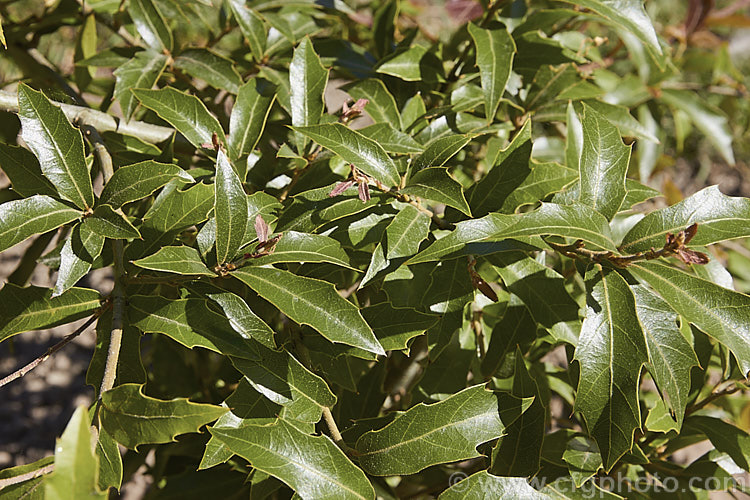 The summer foliage of Quercus affinis, an evergreen oak tree native to northern and central Mexico, where it occurs in a narrow elevation band from 1200-1300m. It can reach 25m tall but is usually considerably smaller and may be shrubby It is closely related to Quercus laurina and may hybridise naturally with that species