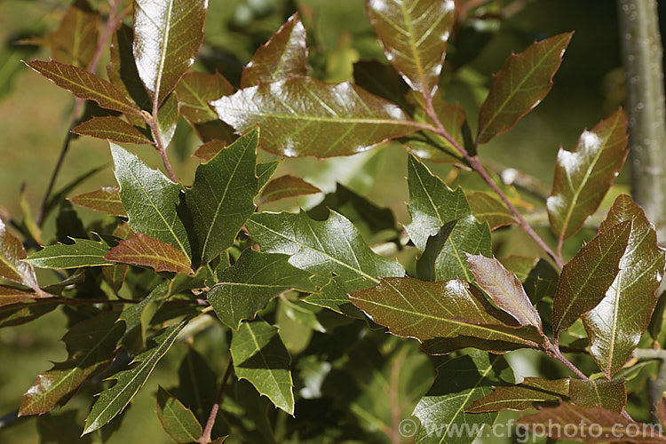 The summer foliage of Quercus acutifolia, an evergreen oak tree native to Mexico, Guatemala, Belize and Honduras where it occurs in mountainous areas at moderate elevations, around 1250-3000m. It can grow to 30m tall and there are several natural varieties. It also hybridises naturally with closely related species, such as Quercus mexicana