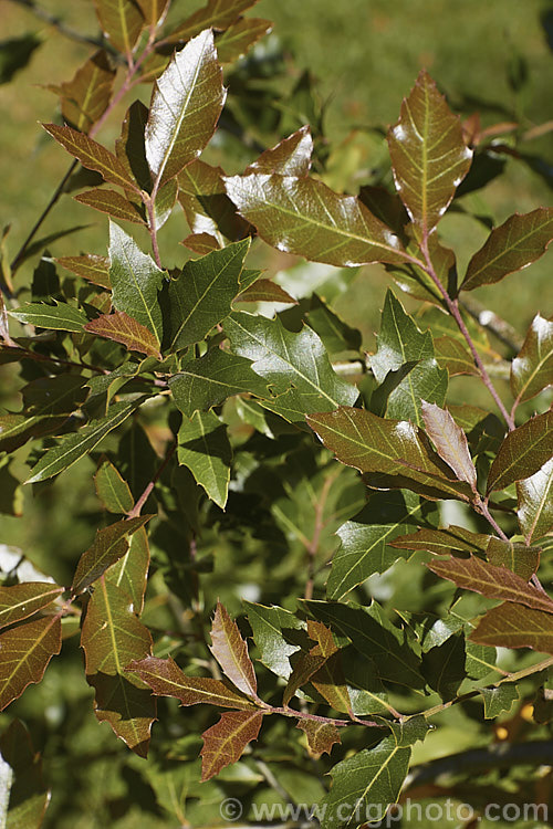 The summer foliage of Quercus acutifolia, an evergreen oak tree native to Mexico, Guatemala, Belize and Honduras where it occurs in mountainous areas at moderate elevations, around 1250-3000m. It can grow to 30m tall and there are several natural varieties. It also hybridises naturally with closely related species, such as Quercus mexicana