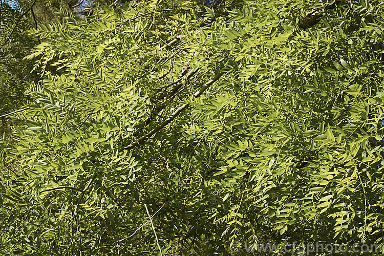 Order: Fabales, Family: Fabaceae