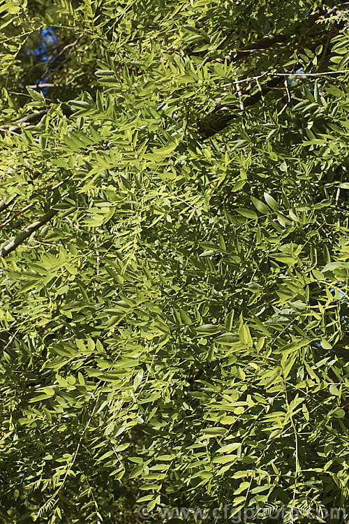 Order: Fabales, Family: Fabaceae