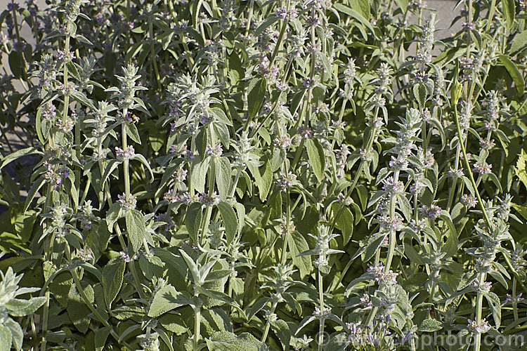 Stachys cretica subsp. cassia, a form of a 20-80cm high, clump-forming, summer-flowering perennial native to southern Europe. Its small flowers are rose pink to pale lavender